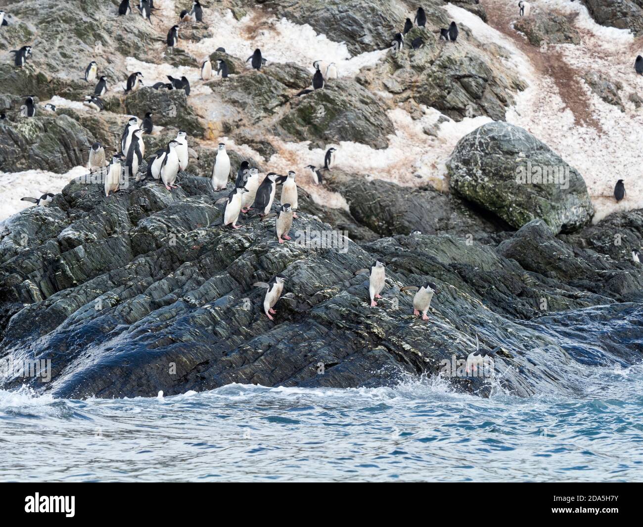 Pingouins de collier, Pygoscelis antarcticus, revenant à la mer à point Wild, Elephant Island, Antarctique. Banque D'Images