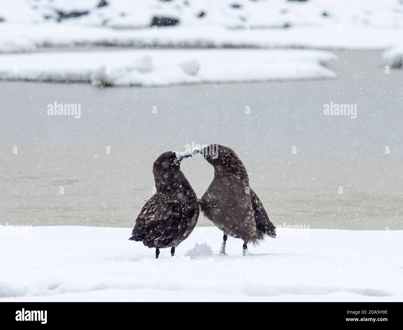 Skuas antarcticus adulte, Stercorarius antarcticus, sur glace à l'île Paulet, mer de Weddell, Antarctique. Banque D'Images