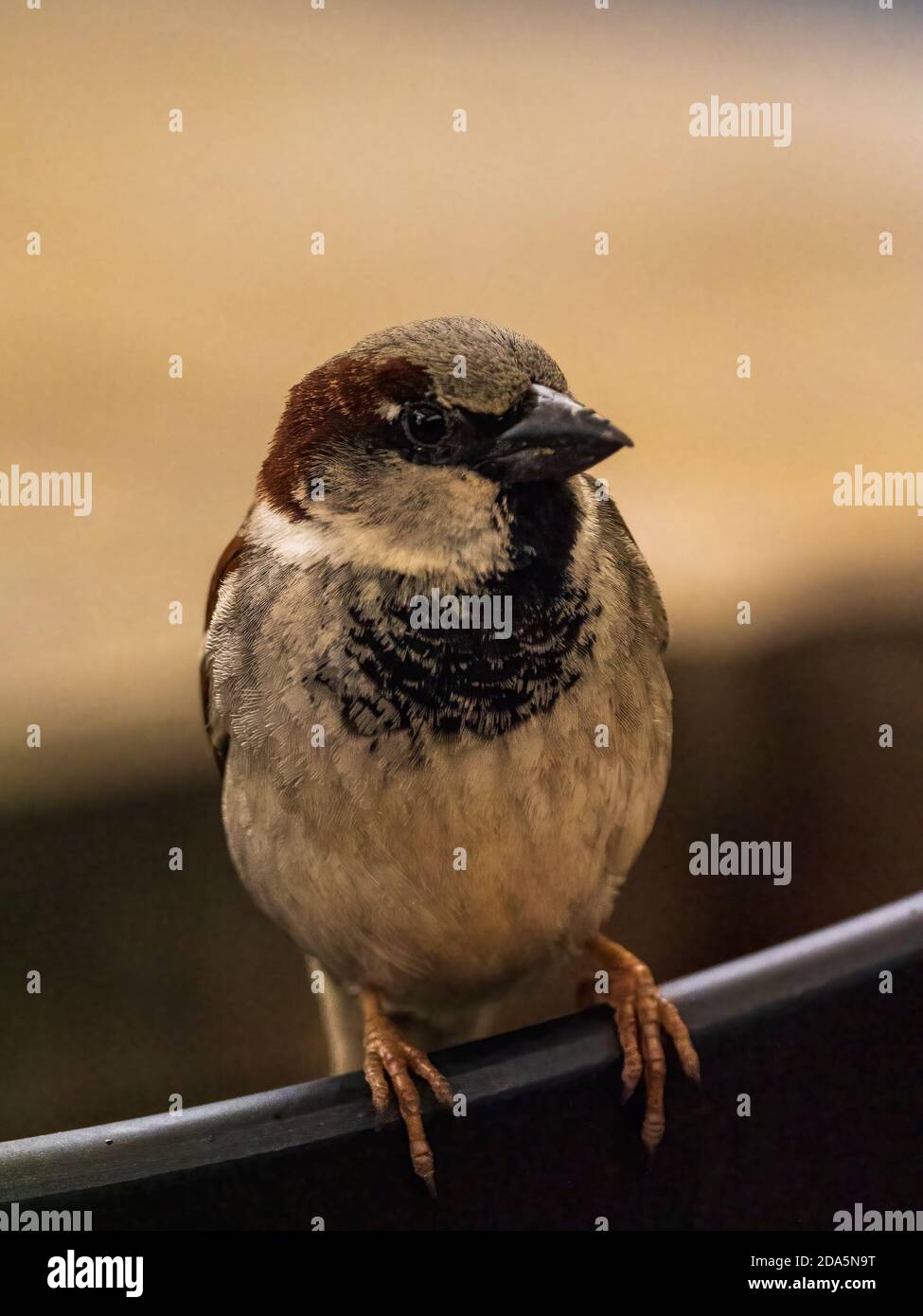 Un Bruant de maison mâle (Passer domesticus) perché sur un fil. Banque D'Images