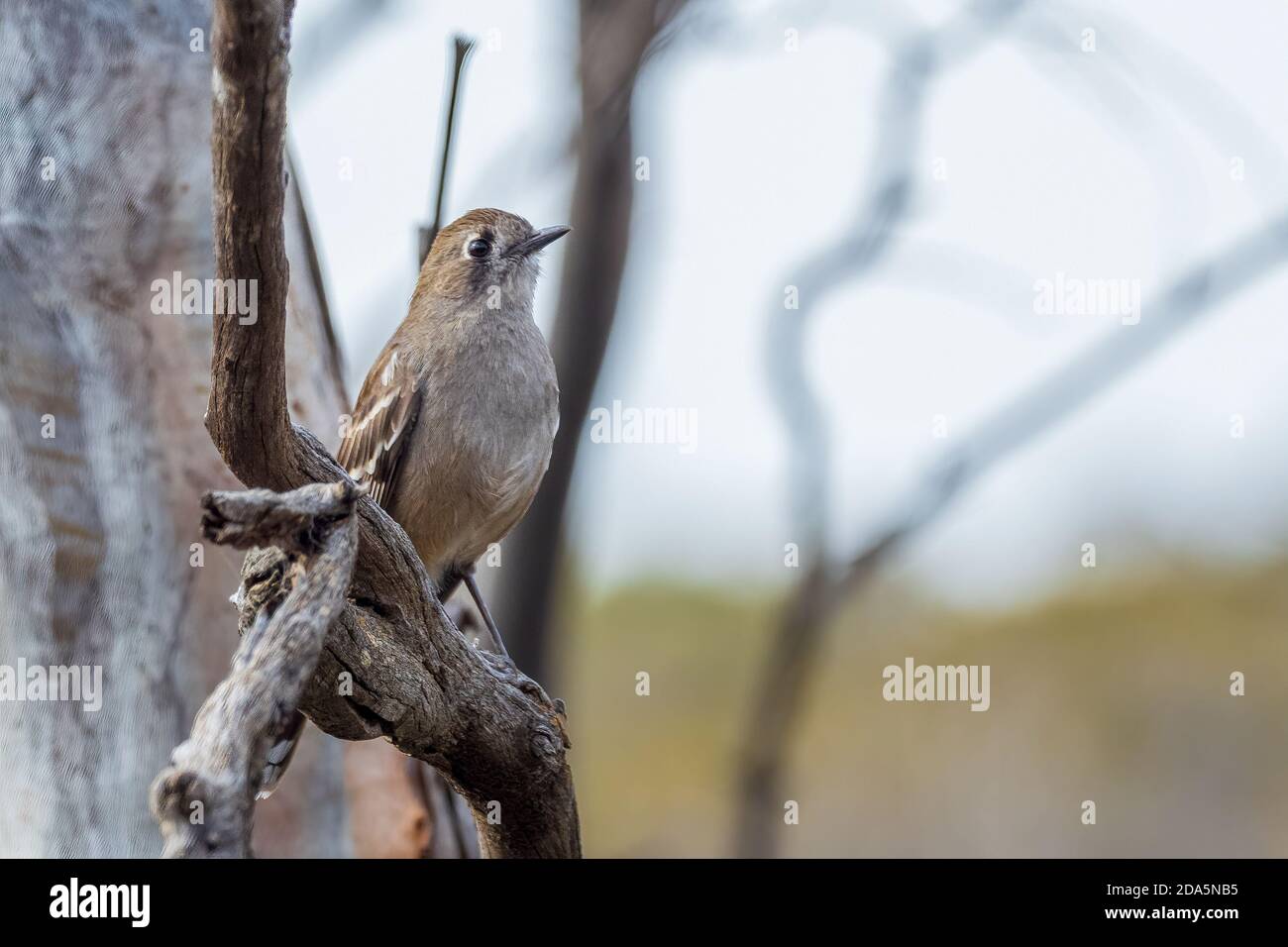 Un oiseau de mer australien à longues pattes avec une marque sombre très subtile à travers l'œil et la joue, connu sous le nom de Robin des bois (Drymodes brunneopygia). Banque D'Images