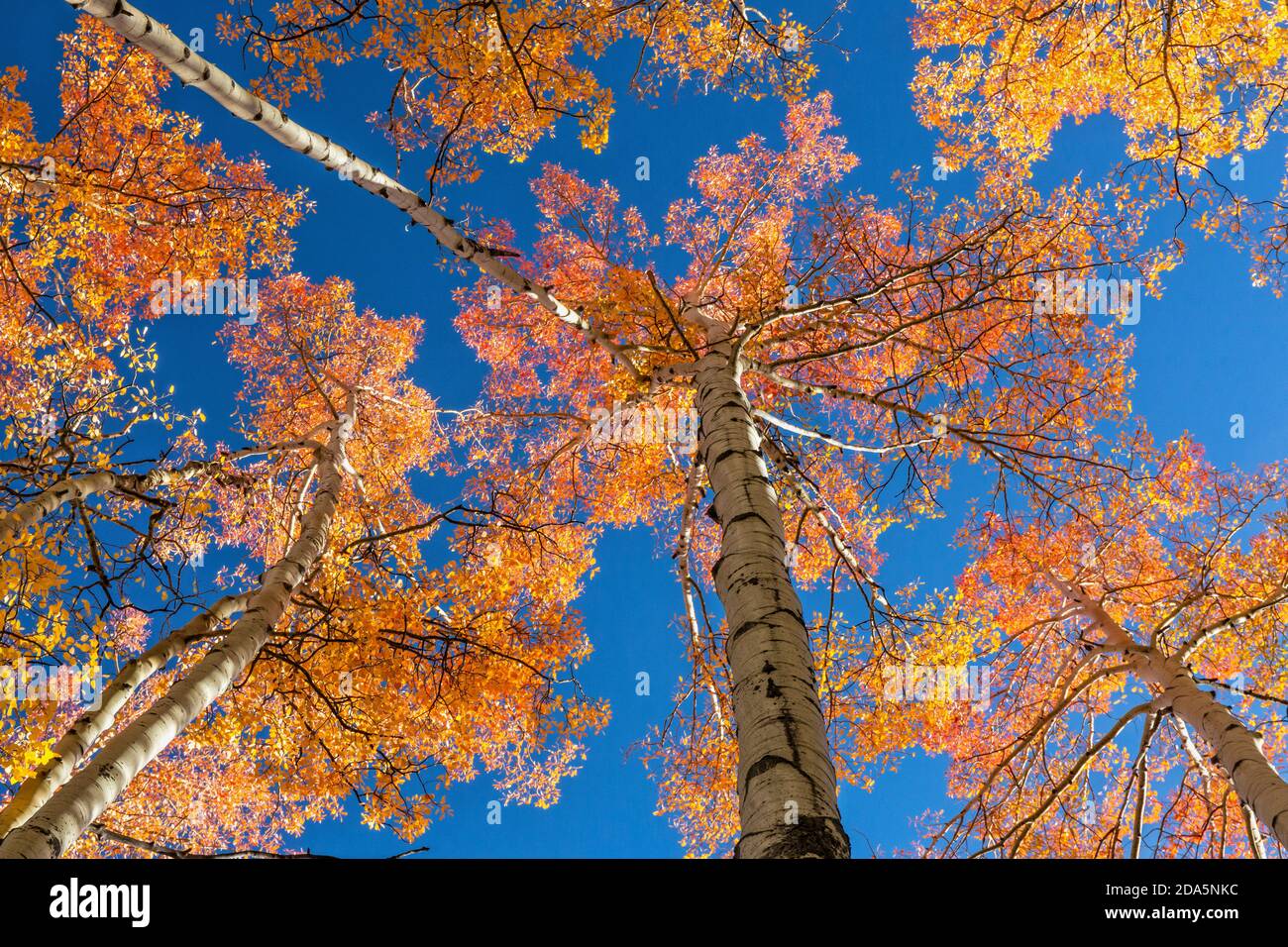 Une voûte ouverte de feuilles de peuplier faux-tremble rouge, orange et doré près de Frisco, Colorado. Banque D'Images