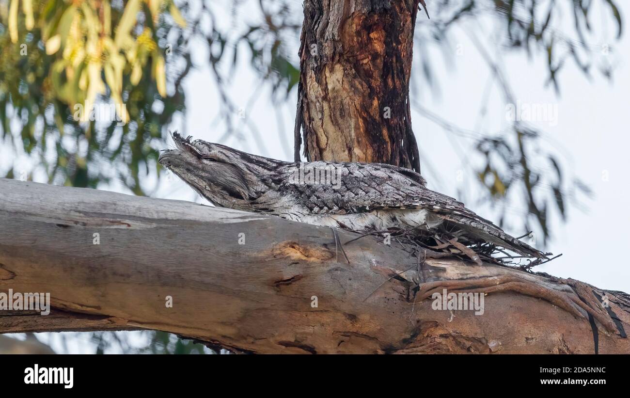 Un oiseau indigène australien à gros tête connu sous le nom de grenouille tawny (Podargus strigoides) assis sur un nid fait de brindilles. Banque D'Images