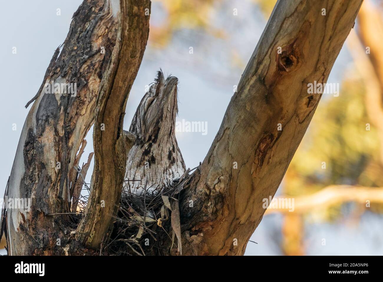 Un oiseau indigène australien à gros tête connu sous le nom de grenouille tawny (Podargus strigoides) assis sur un nid fait de brindilles. Banque D'Images
