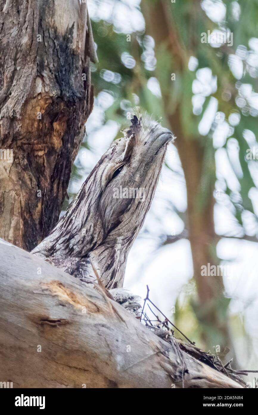 Un oiseau indigène australien à gros tête connu sous le nom de grenouille tawny (Podargus strigoides) assis sur un nid fait de brindilles. Banque D'Images