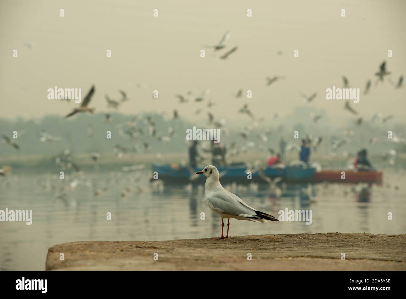 New Delhi, Inde. 08 novembre 2020. Vue rapprochée d'un mouette qui regarde la rivière.UN troupeau de mouettes volent le long de la rivière Yamuna à Nigam Bodh Ghat. Au début de la saison d'hiver, des troupeaux de mouettes sibériennes migrent à travers Delhi, faisant une maison temporaire au Ganga et Yamuna. Cet endroit est un refuge pour les ornithologues et les photographes. Pendant les heures du matin, les oiseaux sont souvent nourris par des dévotés qui arrivent pour se baigner dans la rivière. Crédit : SOPA Images Limited/Alamy Live News Banque D'Images