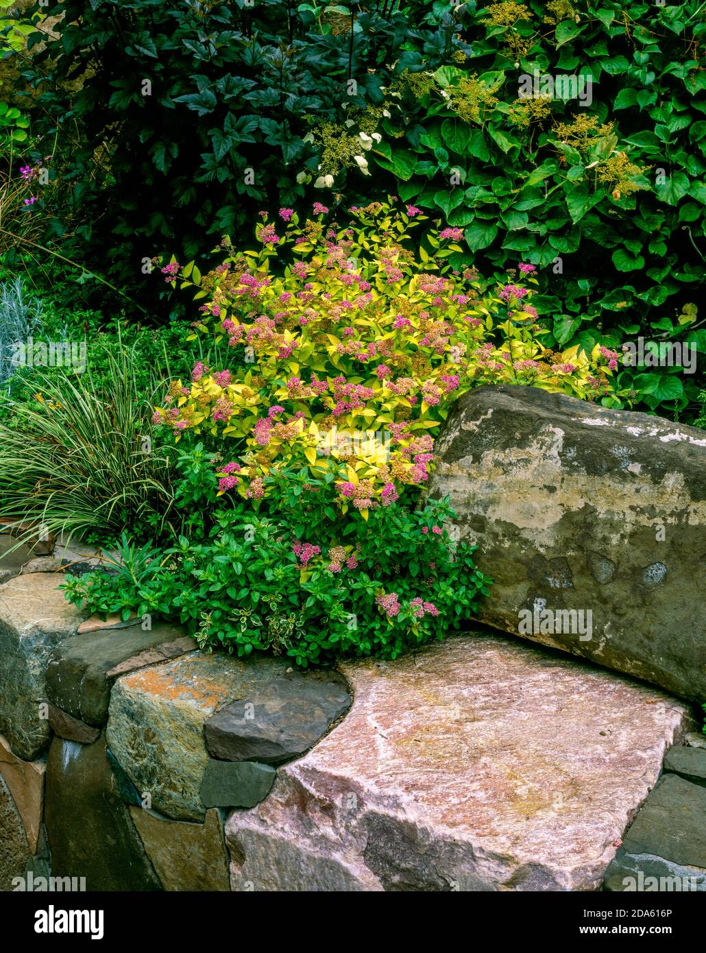 Mur de pierre, jardin de Fern Canyon, Mill Valley, Californie Banque D'Images