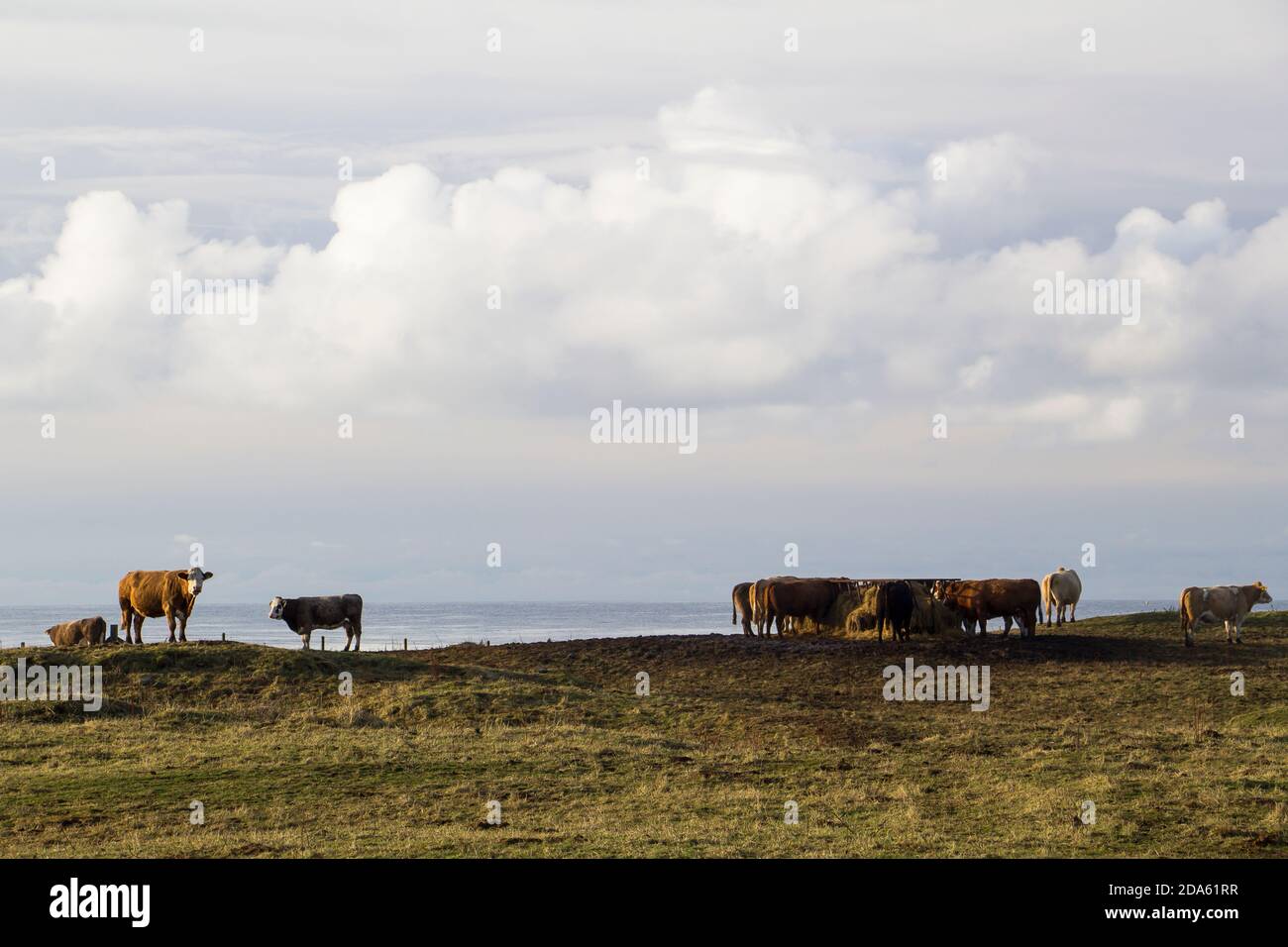 Groupe de vaches et de taureaux paissant près de l'océan Atlantique Sur les îles Orcades Banque D'Images