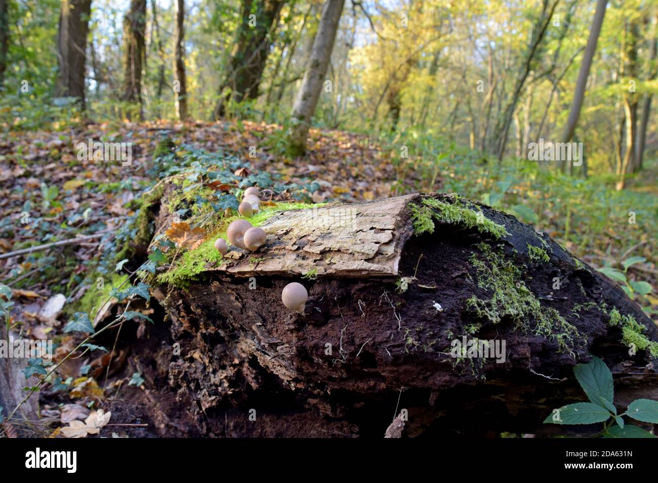 Champignons de Puffball de souche First nature (Lycoperdon pyriforme) Pousse sur un arbre pourri dans une forêt de Shropshire Banque D'Images