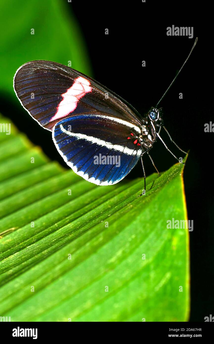Papillon tropical, forêt tropicale, bassin de la rivière Napo, Amazonie, Equateur, Amérique Banque D'Images