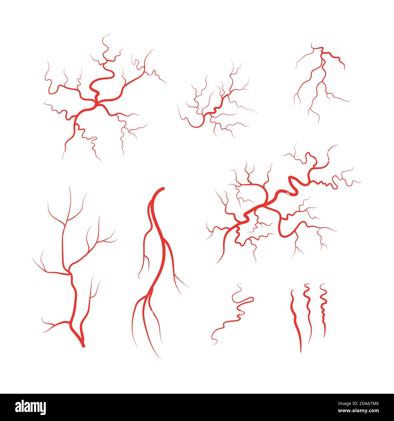 Vecteur de l'ensemble de vaisseaux sanguins rouges des veines humaines Illustration de Vecteur