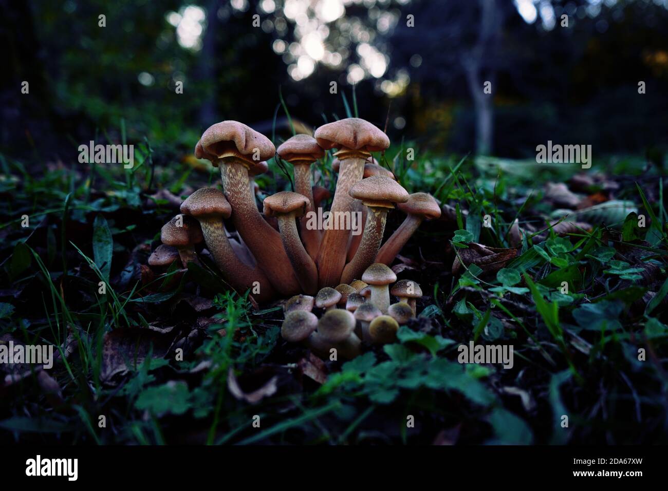 Champignons multigrains dans une forêt en automne. Banque D'Images