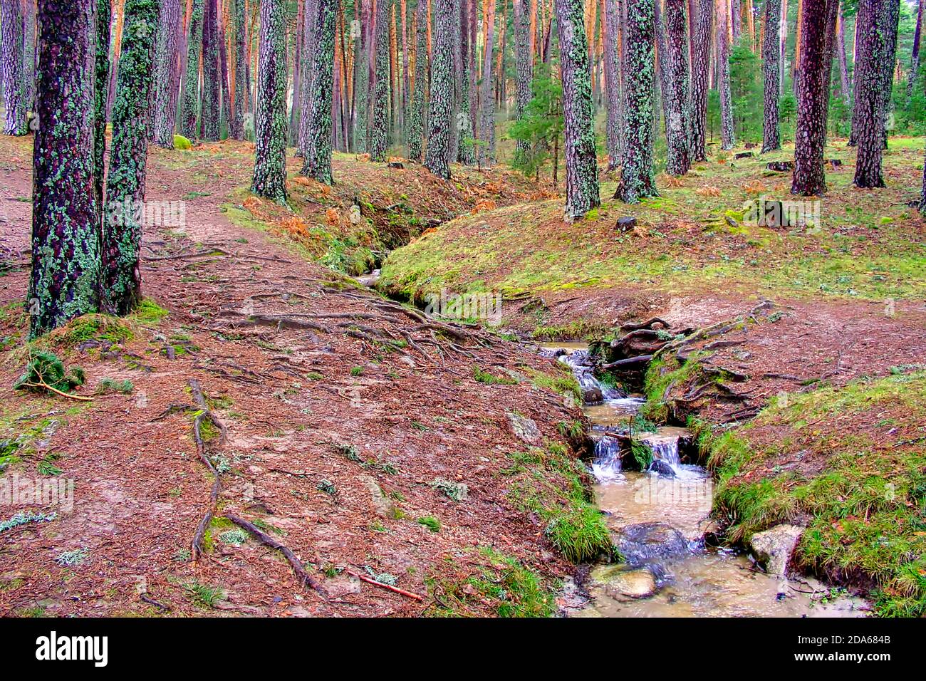 Mountain River, Scot Pine Forest, Parc national de Guadarrama, Segovia, Castille et Leon, Espagne, Europe Banque D'Images