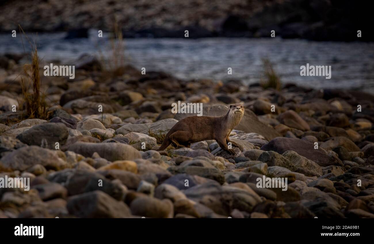 Enduit lisse otter à Corbett National Park Banque D'Images