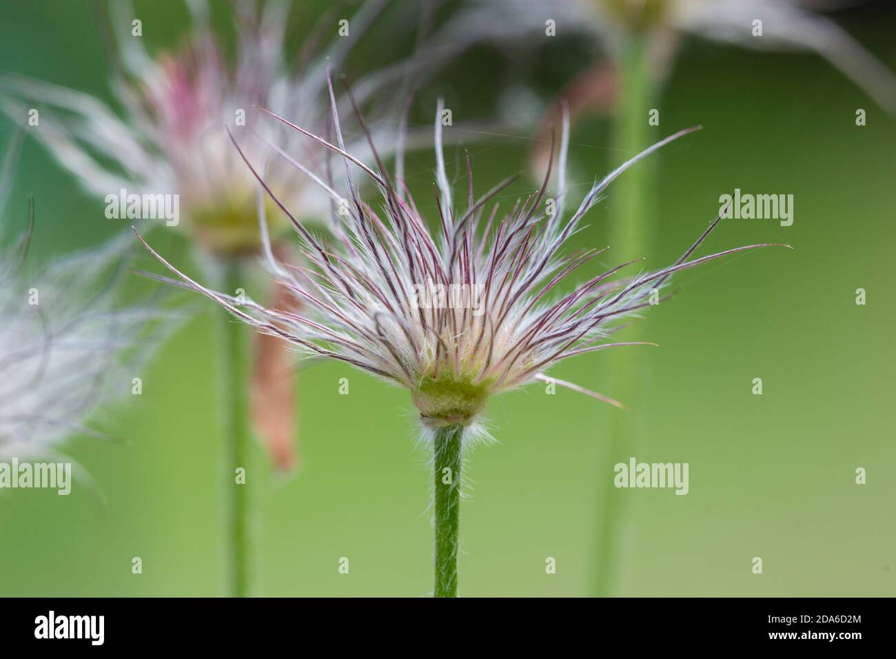 Pasque Flower, Pulsatilla vulgaris, tête de semis. Famille des Ranunculaceae Banque D'Images