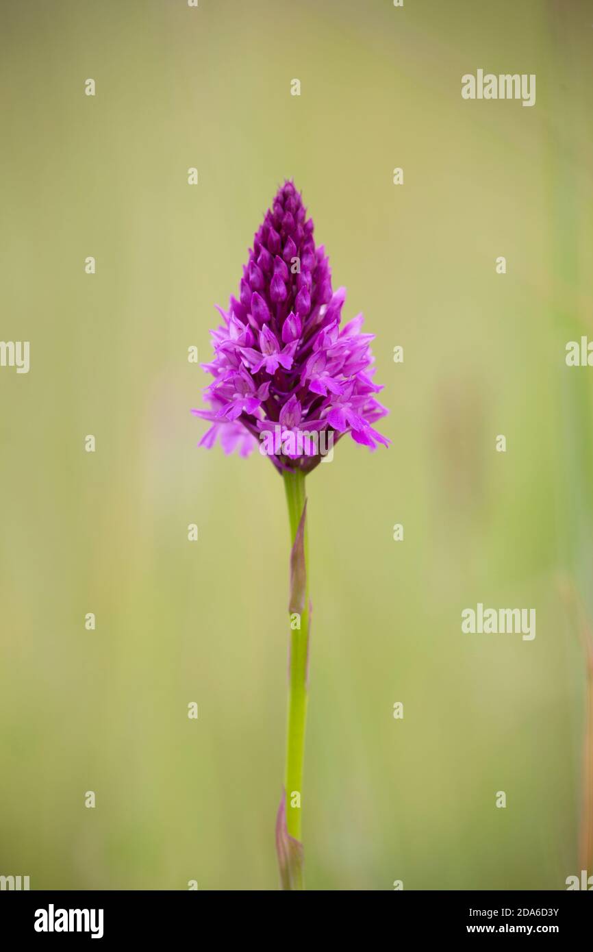 Orchidée pyramidale, Anacamptis pyramidalis, Dixton, Monbucshire, pays de Galles, juin Banque D'Images