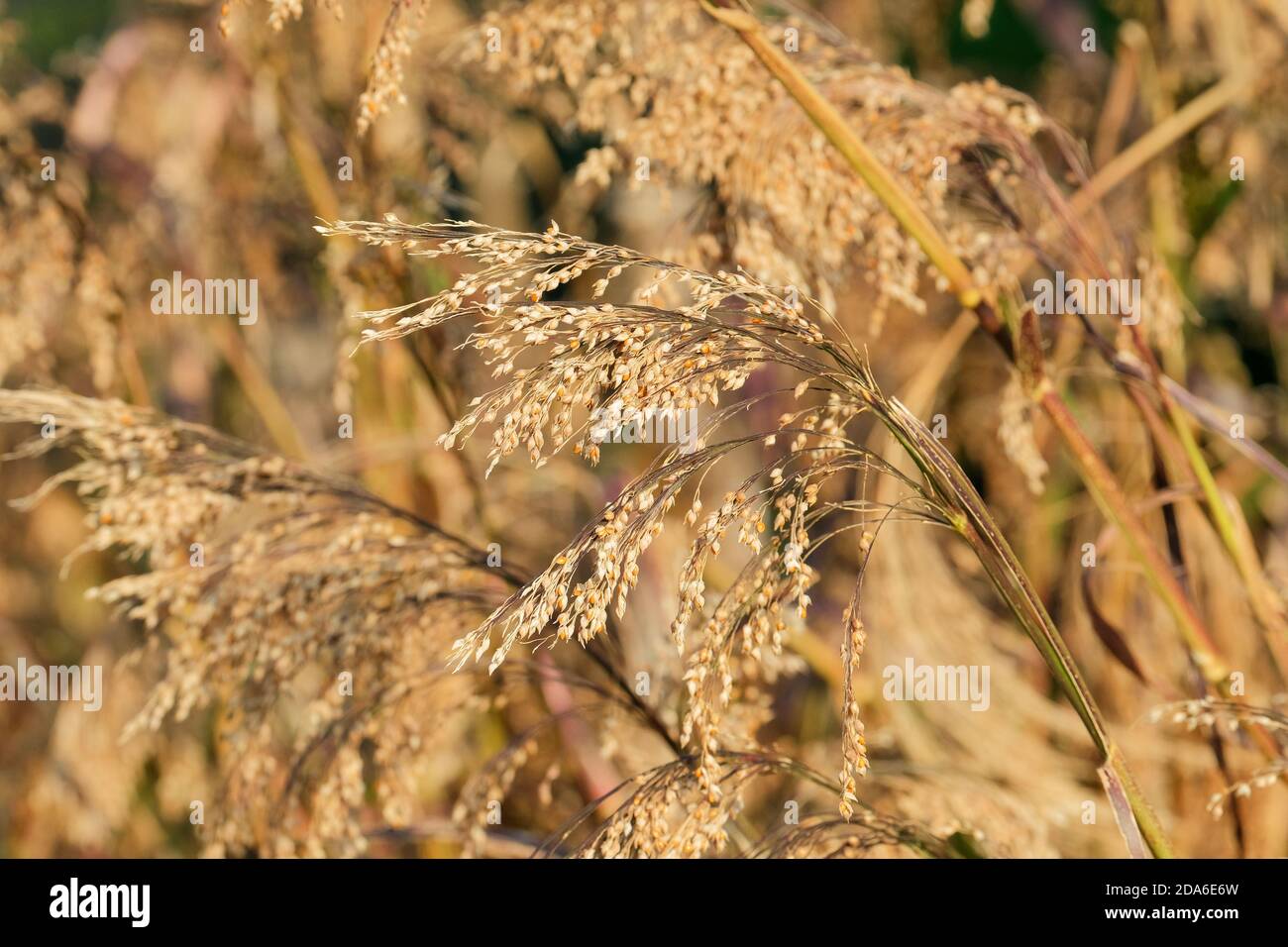 Panicum miliaceum, récolte de céréales, millet de maïs à balai, annuel, grain de céréales, graines prêtes pour la récolte Banque D'Images