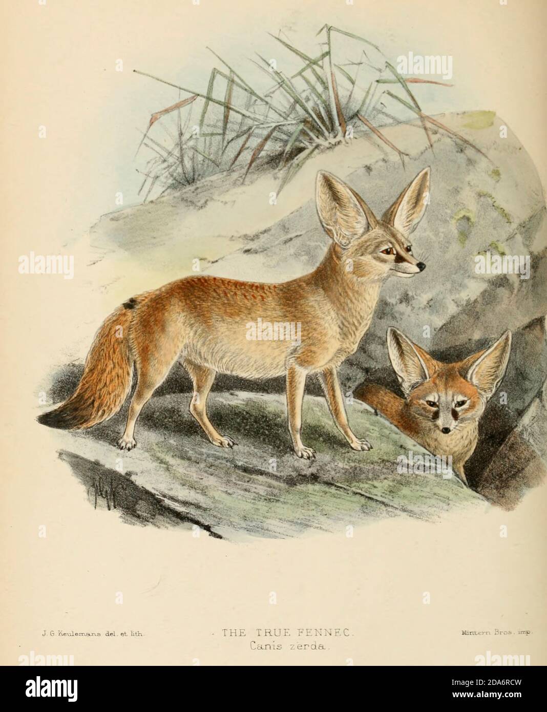 Le renard Fennec (Vulpes zerda [Canis zerda]) est un petit renard  crépusculaire originaire du désert du Sahara et de la péninsule du Sinaï.  Sa caractéristique la plus distinctive est ses oreilles exceptionnellement