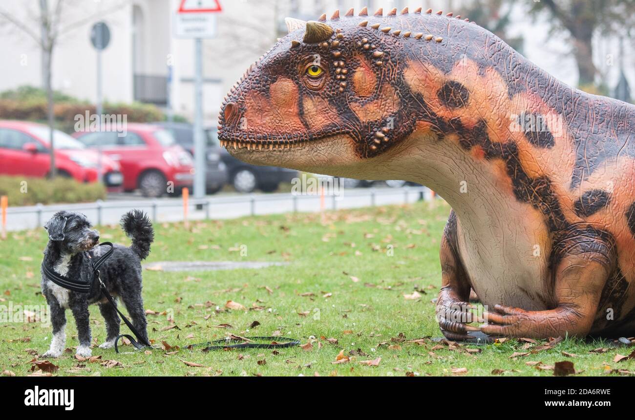 Hanovre, Allemagne. 10 novembre 2020. Le chien-Pelle se dresse devant le modèle d'un Carnotaureau devant le Musée national. Plusieurs modèles de dinosaures grandeur nature sont en cours de construction sur le terrain extérieur du Landesmuseum pour l'exposition 'KinoSaurier. Entre fantaisie et recherche. L'exposition est prévue du 4 décembre au 25 mai 2021. Credit: Julian Stratenschulte/dpa/Alay Live News Banque D'Images