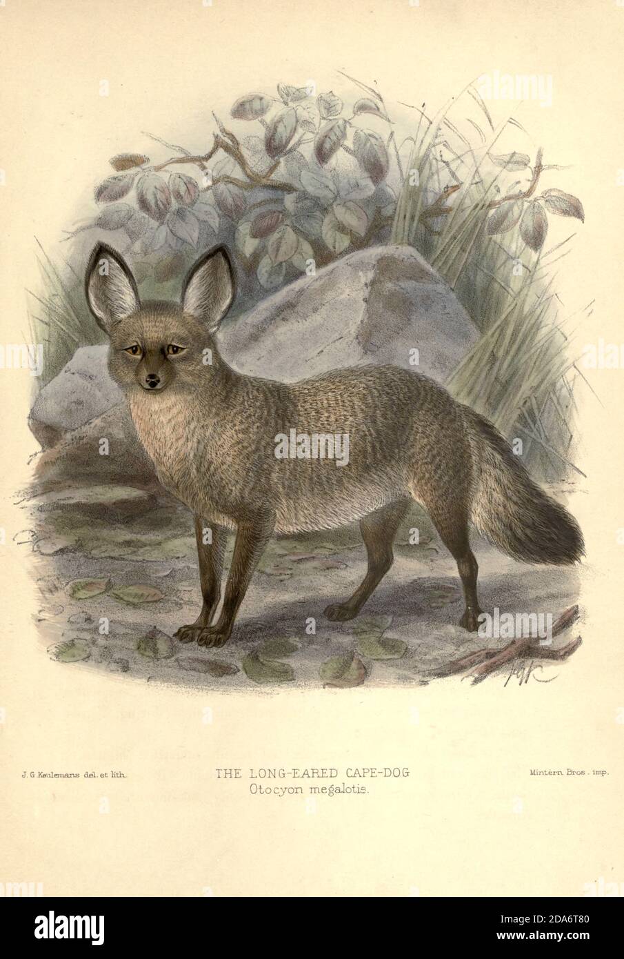 Le renard à pattes de chauve-souris (Otocyon megalotis) [ici sous le nom de chien de cap à longues pattes] est une espèce de renard trouvée sur la savane africaine, nommée pour ses grandes oreilles, qui sont utilisées pour la thermorégulation. Les archives fossiles montrent que ce canid est apparu pour la première fois pendant le Pléistocène moyen, il y a environ 800,000 ans. Il est considéré comme une espèce de canidés basaux, ressemblant à des formes ancestrales de la famille, il a également été appelé une version africaine sub-saharienne d'un renard de fennec en raison de leurs oreilles énormes. Le renard à oreilles chauves-souris (également appelé renard de Delalande, renard à longues oreilles, renard à oreilles larges et renard à oreilles noires) a une fourrure de taupe avec des oreilles noires, le Banque D'Images