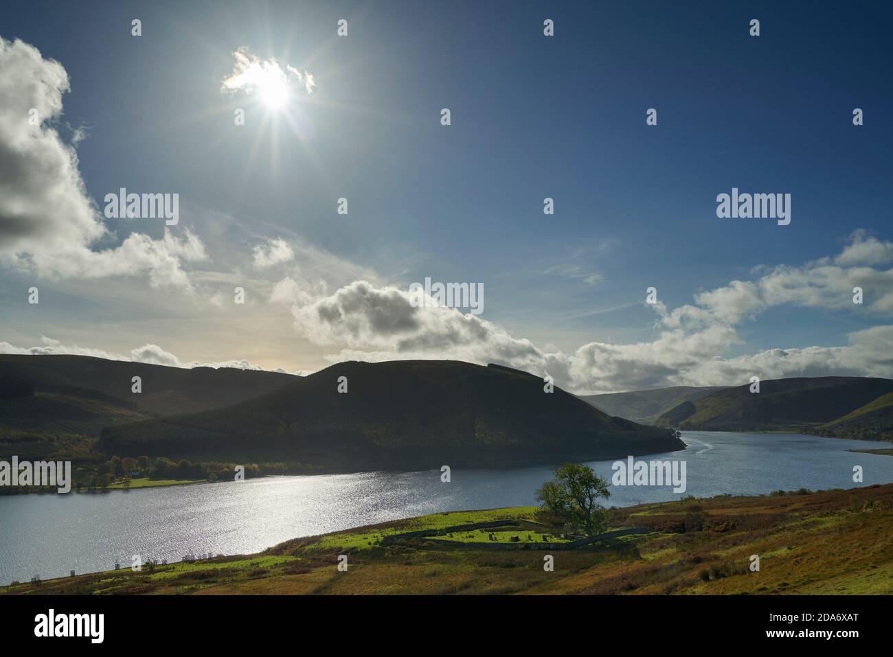 Vue panoramique de St. Mary's Kirkyard par le Loch de St. Mary's avec un vieux chêne solitaire sous le soleil d'automne.Créer une présélection Woodland Trust Tree de l'année 2021 Banque D'Images