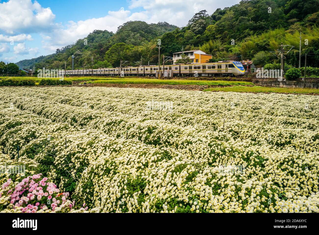 ferme de chrysanthème et chemin de fer à miaoli, taïwan Banque D'Images