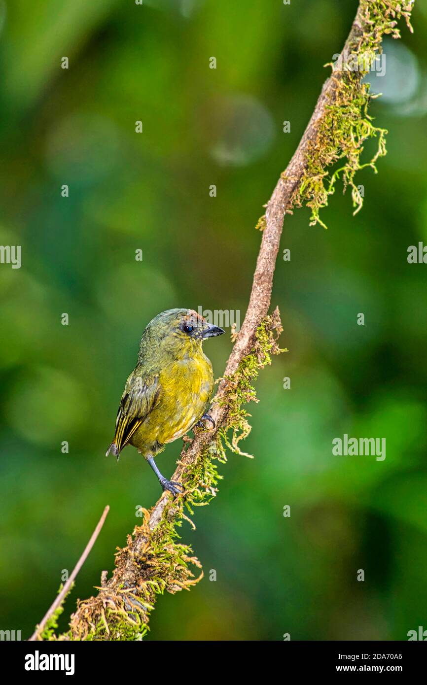 Euphonie, Euphonie xanthogaster, Forêt tropicale, Costa Rica, Amérique centrale, Amérique Banque D'Images