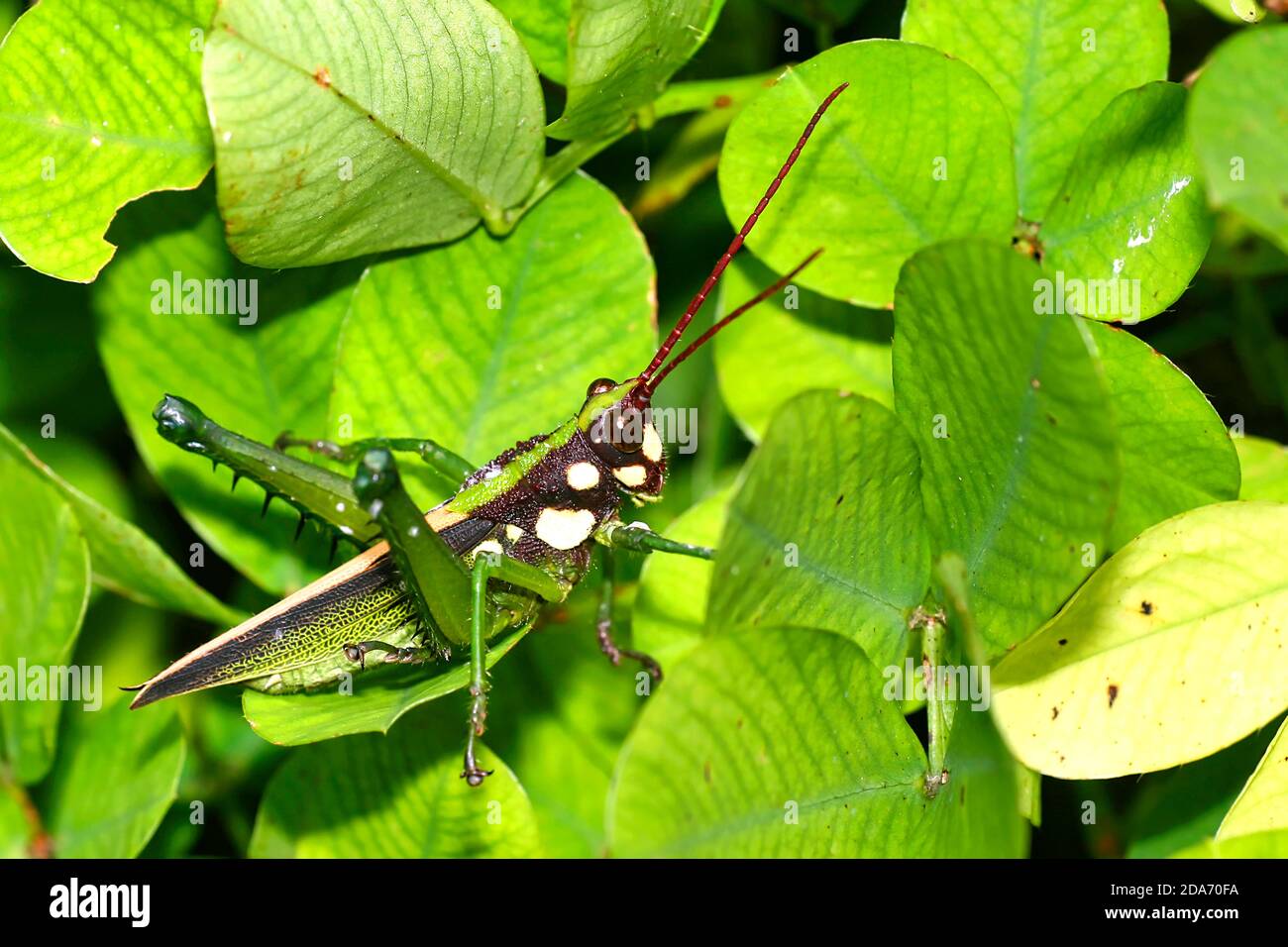 Grasshopper tropical, forêt tropicale, bassin de la rivière Napo, Amazonie, Equateur, Amérique Banque D'Images