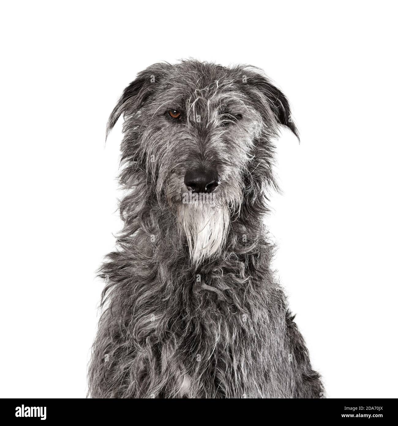 Portrait saisissant d'un chien de chasse Banque D'Images