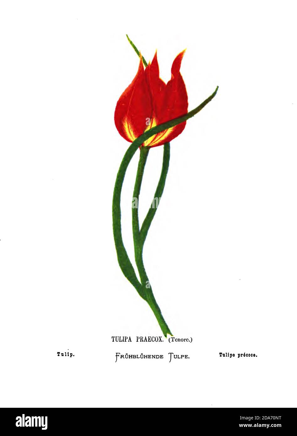 Tulipe, Tulipa praecox [probablement Tulipa agenensis] du livre fleurs sauvages de la Terre Sainte: Cinquante-quatre assiettes imprimées en couleurs, dessinées et peintes après la nature. Par Mme Hannah Zeller, (Gobat); Tristram, H. B. (Henry Baker), et Edward Atkinson, publié à Londres par James Nisbet & Co 1876 sur fond blanc Banque D'Images
