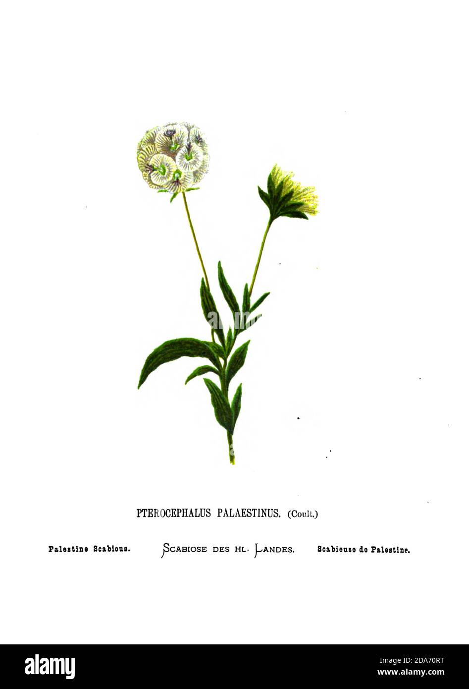 Palestine scabious (Pterocephalus palaestinus) du livre Wild Flowers of the Holy Land: Cinquante-quatre assiettes imprimées en couleurs, dessinées et peintes après la nature. Par Mme Hannah Zeller, (Gobat); Tristram, H. B. (Henry Baker), et Edward Atkinson, publié à Londres par James Nisbet & Co 1876 sur fond blanc Banque D'Images