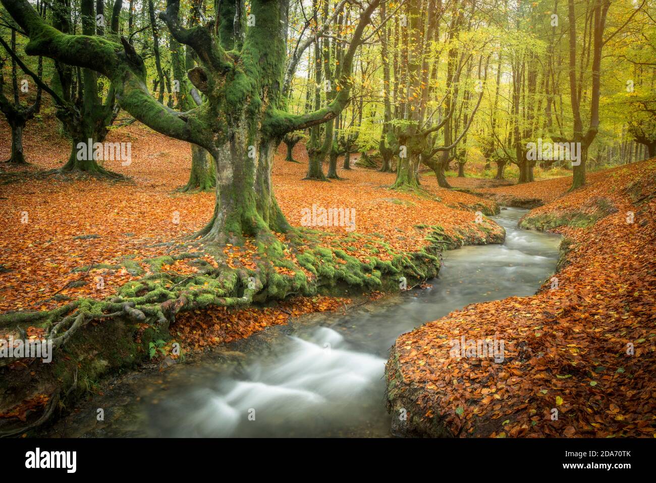 automne vert forêt de hêtres rivière otzarreta Banque D'Images