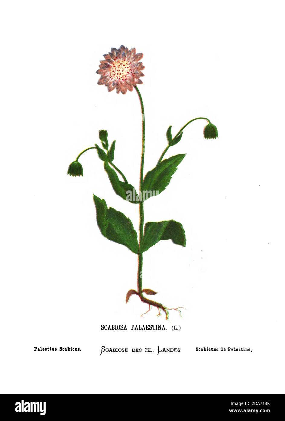 Palestine scabious (Scabiosa palaestina) du livre Wild Flowers of the Holy Land: Cinquante-quatre assiettes imprimées en couleurs, dessinées et peintes après la nature. Par Mme Hannah Zeller, (Gobat); Tristram, H. B. (Henry Baker), et Edward Atkinson, publié à Londres par James Nisbet & Co 1876 sur fond blanc Banque D'Images