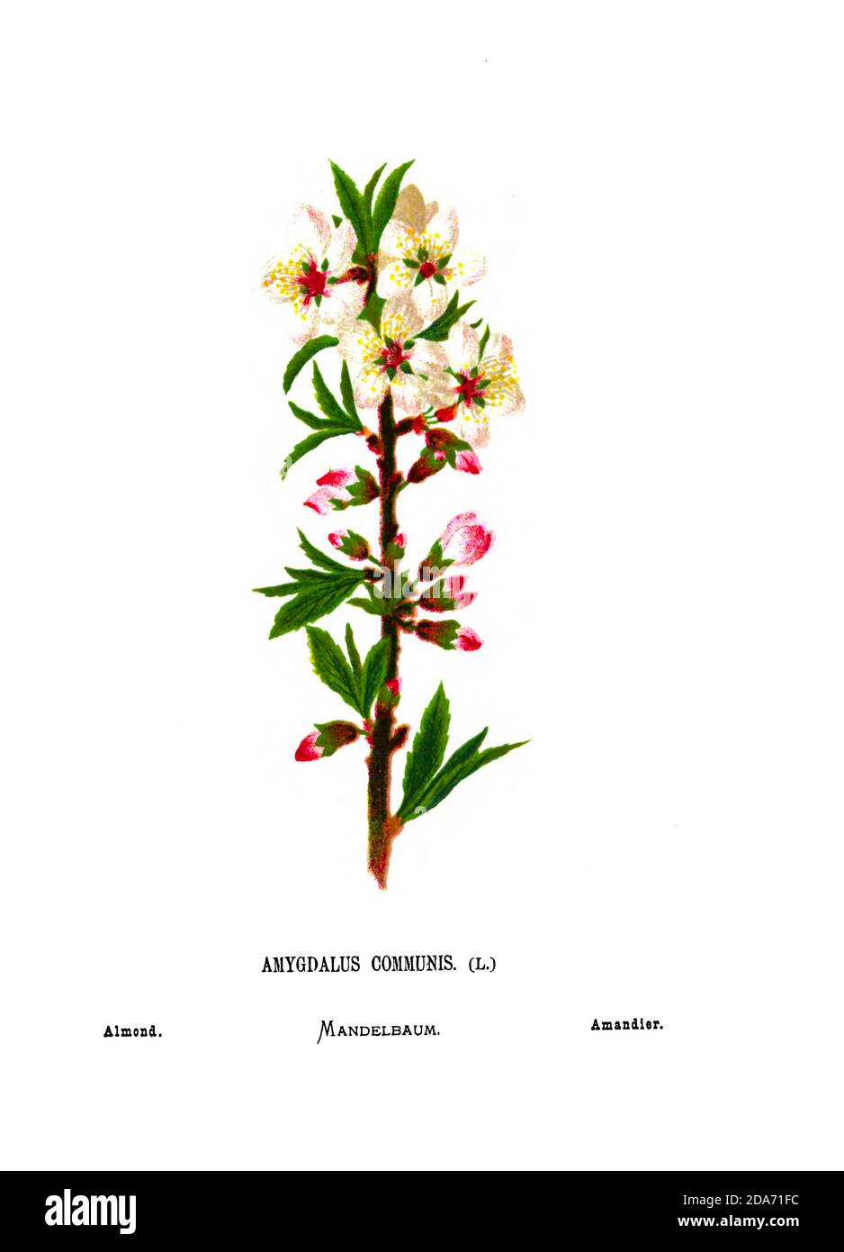 Branche d'amande et fleurs (Prunus dulcis, syn. Prunus amygdalus [ici comme Amygdalus communis]) est une espèce d'arbre originaire d'Iran et des pays voisins mais largement cultivée ailleurs. L'amande est aussi le nom de la graine comestible et largement cultivée de cet arbre. Tiré du livre fleurs sauvages de la Terre Sainte: Cinquante-quatre assiettes imprimées en couleurs, dessinées et peintes après la nature. Par Mme Hannah Zeller, (Gobat); Tristram, H. B. (Henry Baker), et Edward Atkinson, publié à Londres par James Nisbet & Co 1876 sur fond blanc Banque D'Images