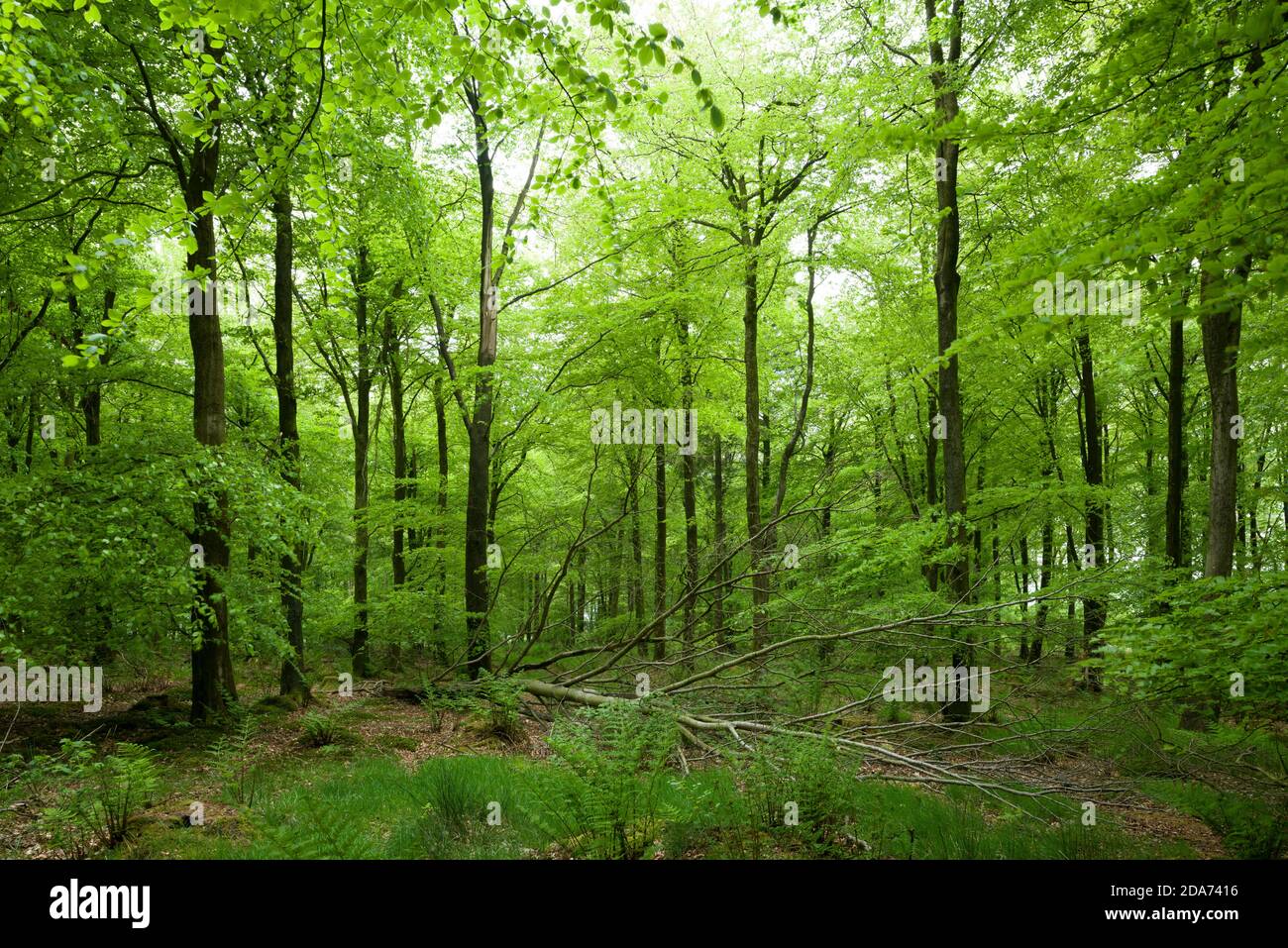 Une branche tombée dans un bois de hêtre à Stockhill Wood dans les collines de Mendip, Somerset, Angleterre. Banque D'Images