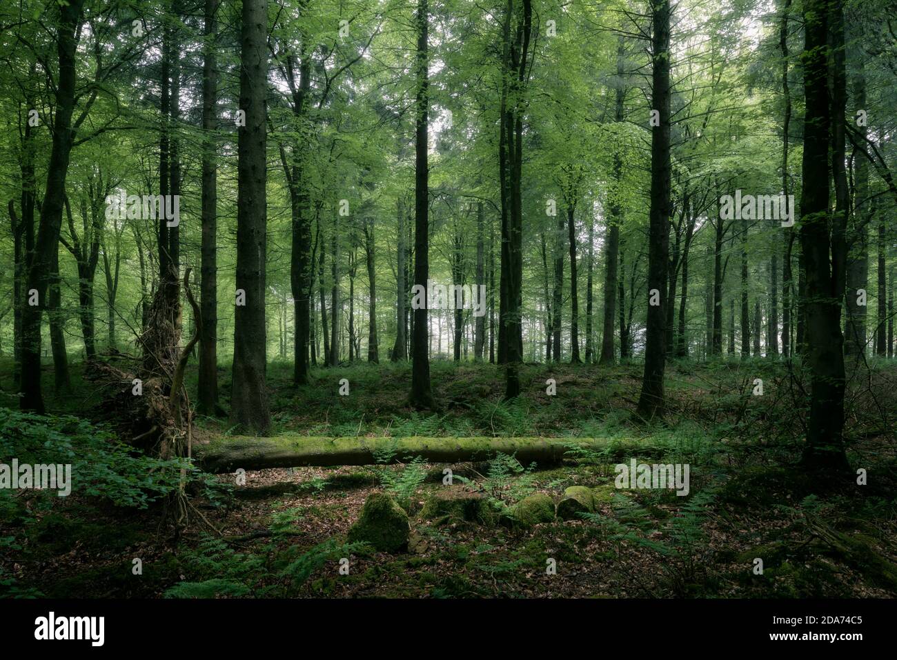 Un arbre tombé dans un bois de hêtre à Stockhill Wood dans les collines de Mendip, Somerset, Angleterre. Banque D'Images