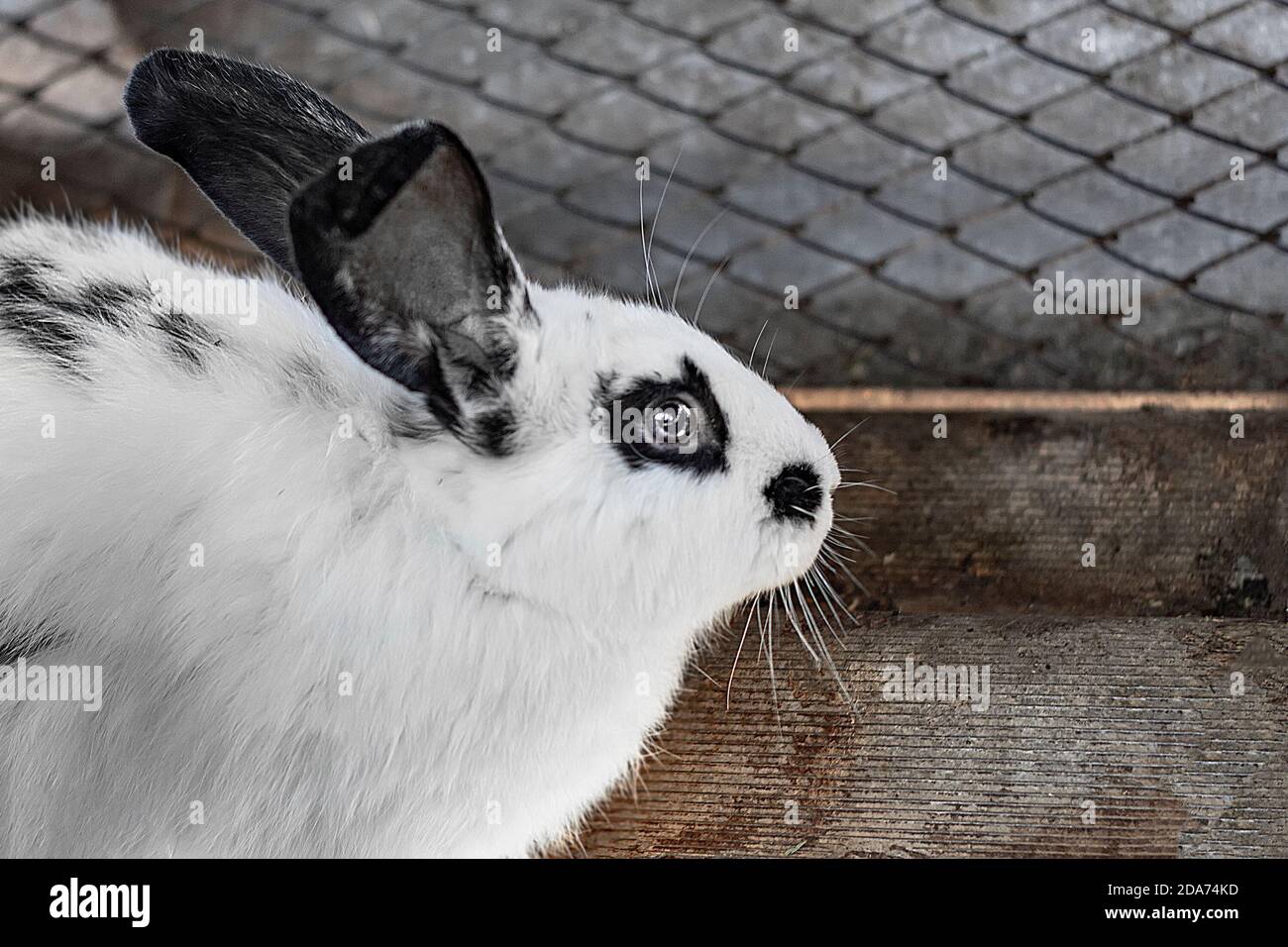 Un joli petit lapin blanc avec des taches noires et des yeux rouges. Banque D'Images