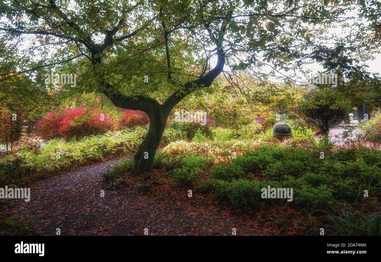 Garez-vous dans de magnifiques couleurs d'automne quelque part aux pays-Bas Banque D'Images