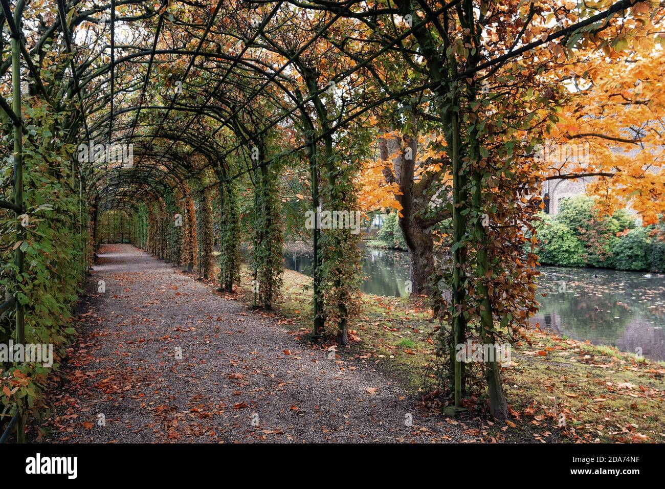 Arcen, pays-Bas, 24 octobre 2020 : le magnifique tunnel arboré dans le jardin du château d'Arcen Banque D'Images