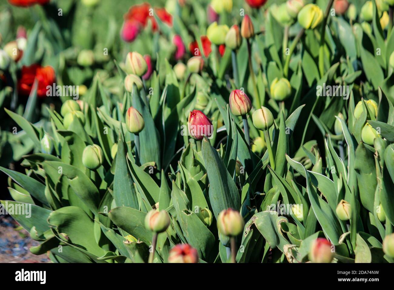 Les bourgeons de tulipe verts commencent à fleurir. Gros plan. Un bon fond pour un site sur les fleurs, la floriculture, l'art Banque D'Images