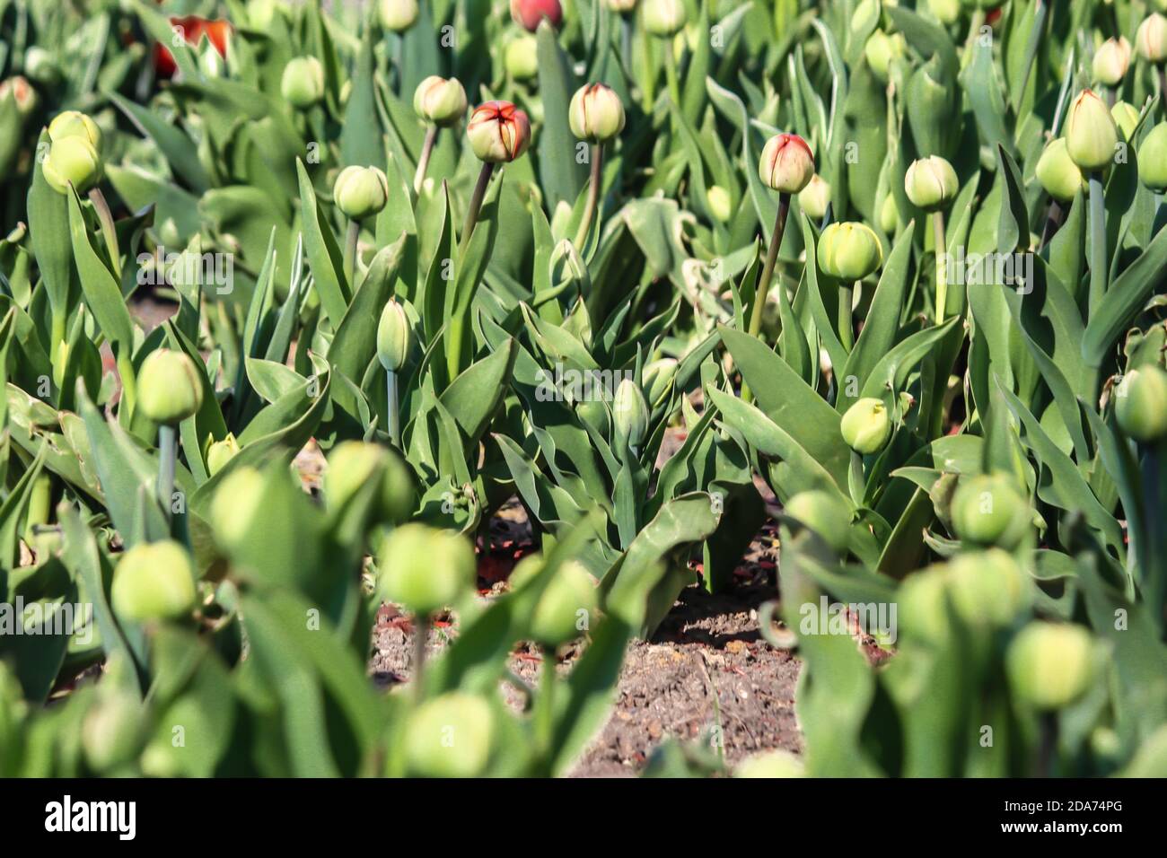 Il y a beaucoup de tiges et de bourgeons de tulipes rouges et jaunes. Gros plan. Un bon fond pour un site sur les fleurs, la floriculture, l'art Banque D'Images