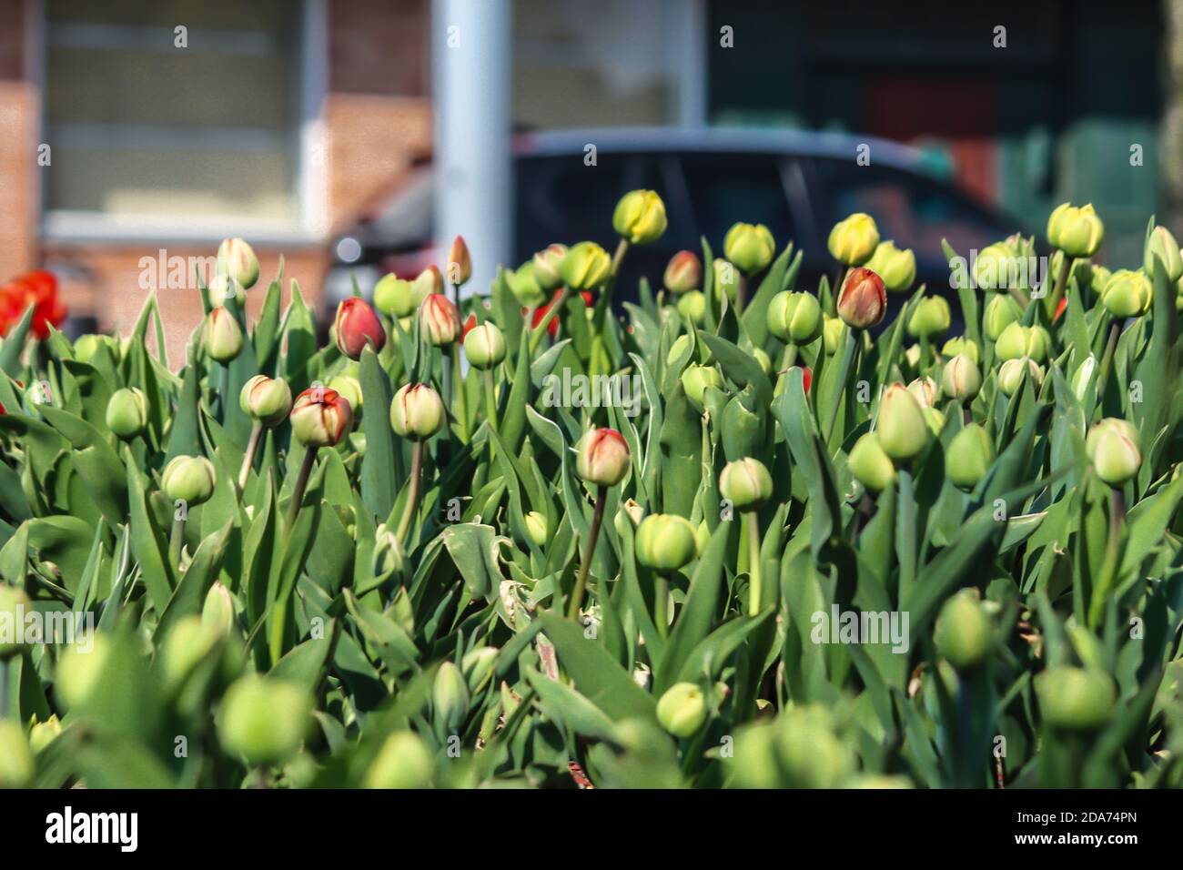 Bourgeons et tiges de tulipes sur fond de mur de briques et de voiture. Un bon fond pour un site sur les fleurs, la floriculture, l'art Banque D'Images