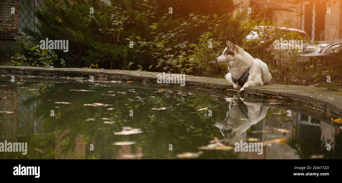 Magnifique husky blanc reposant sur le bord de l'étang. Le grand chien se reflète dans l'eau le jour ensoleillé Banque D'Images