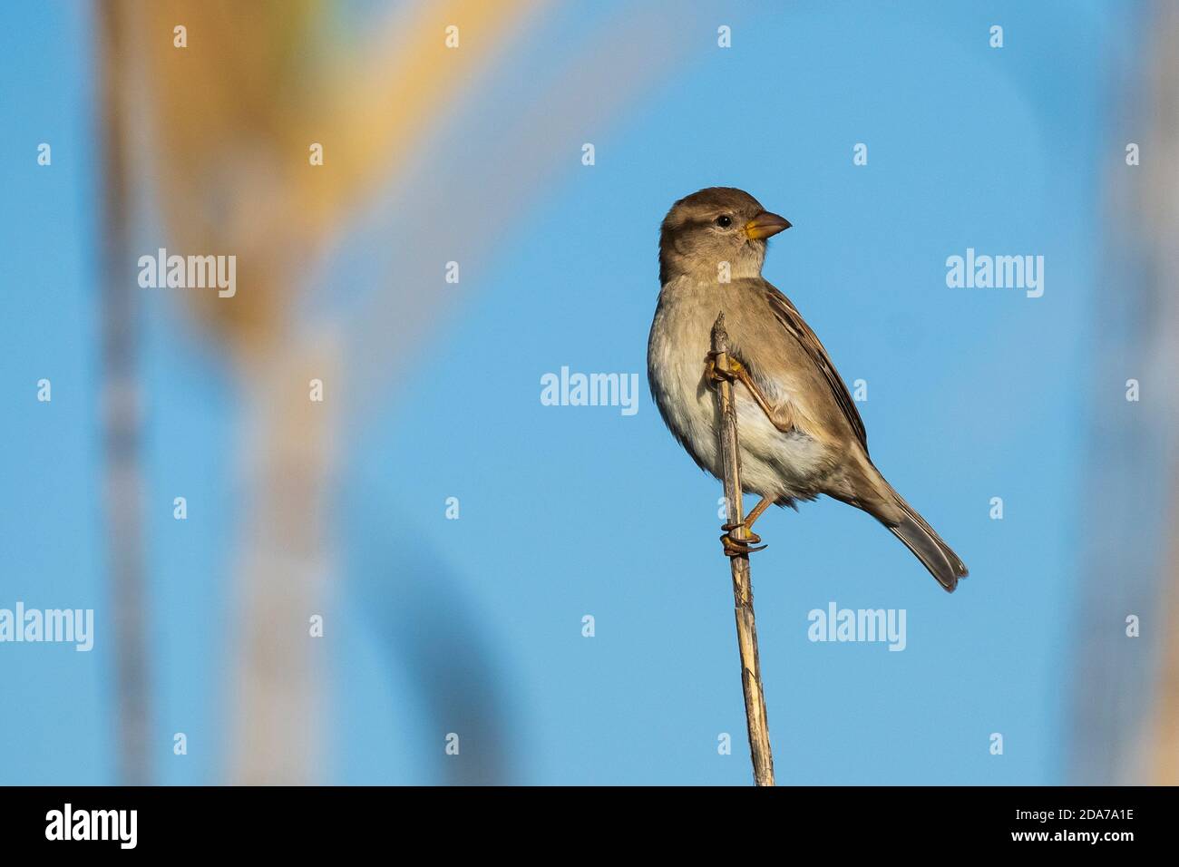Maison Sparrow Passer domesticus Costa Ballena Cadix Espagne Banque D'Images