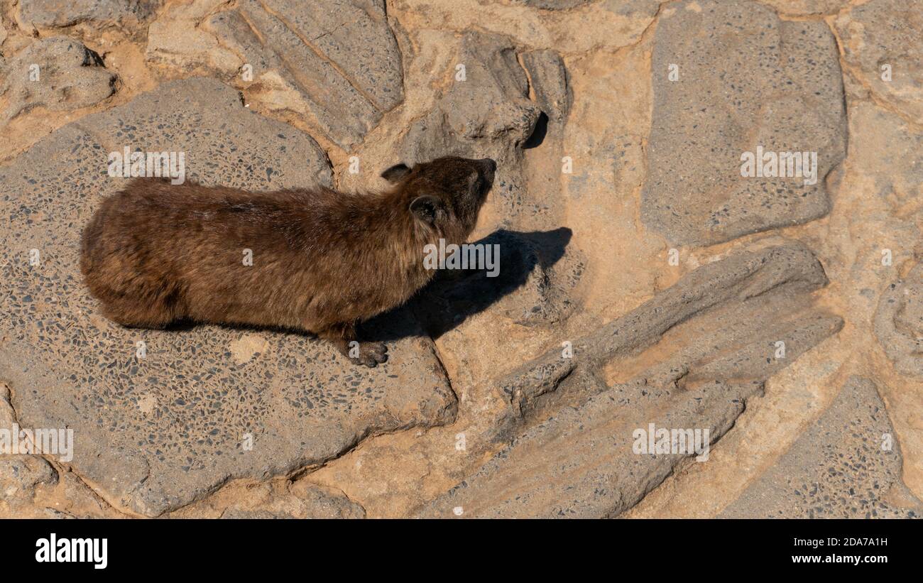 Rock Dassie ou Hyrax baquant sur un rocher Banque D'Images