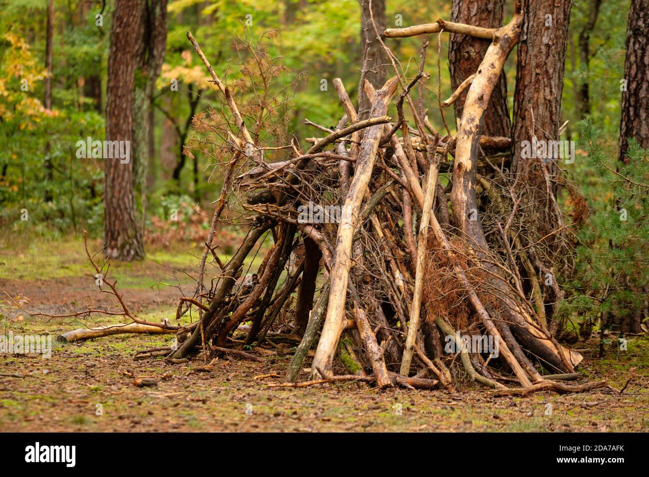 Une sorte de cabane simple faites par les enfants hors de bois et les branches de la forêt dans la forêt d'automne en Allemagne Banque D'Images