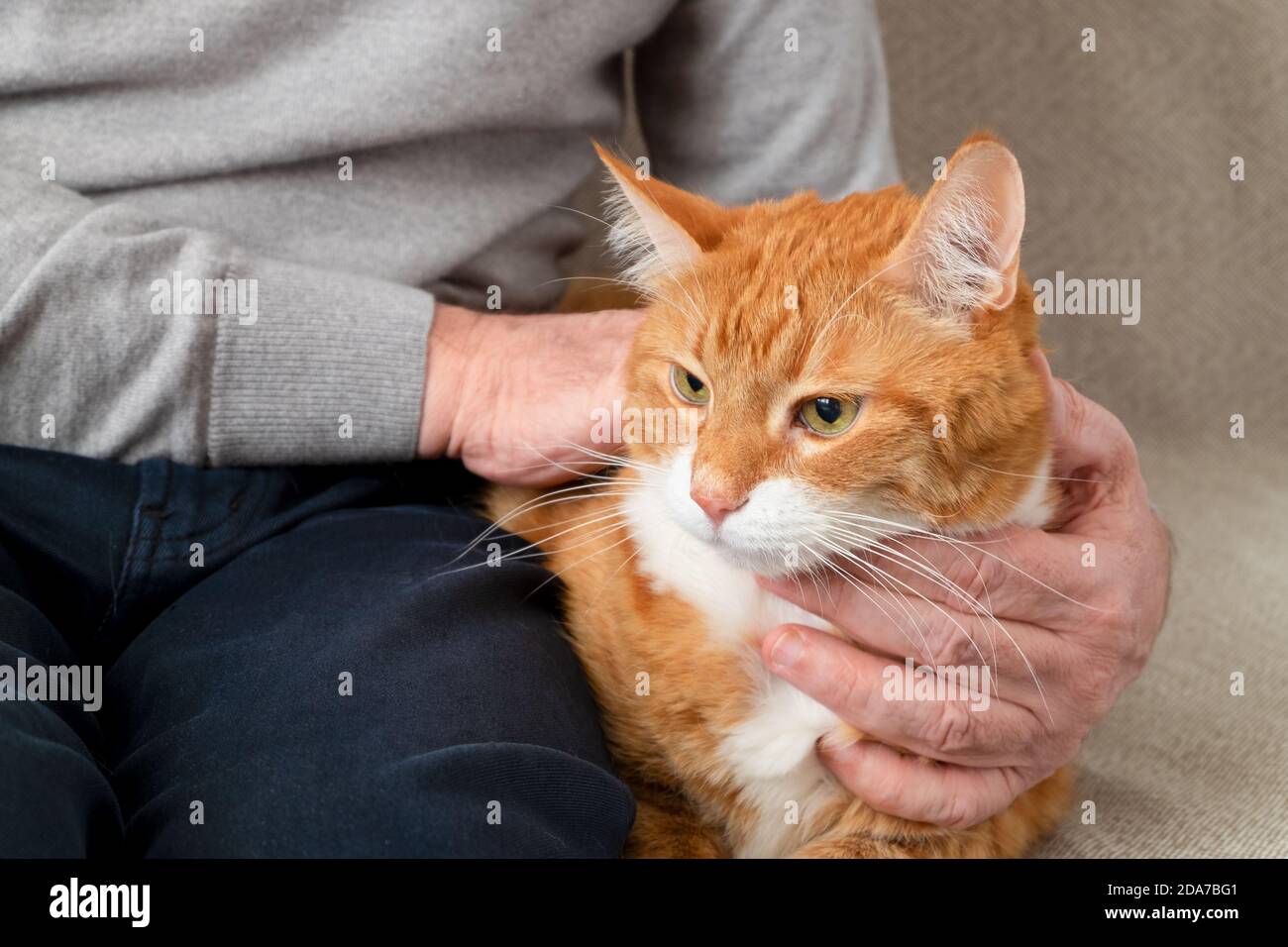 Un grand chat rouge adulte est assis sur le canapé à côté de son propriétaire, un homme adulte. Orientation horizontale, mise au point sélective. Banque D'Images