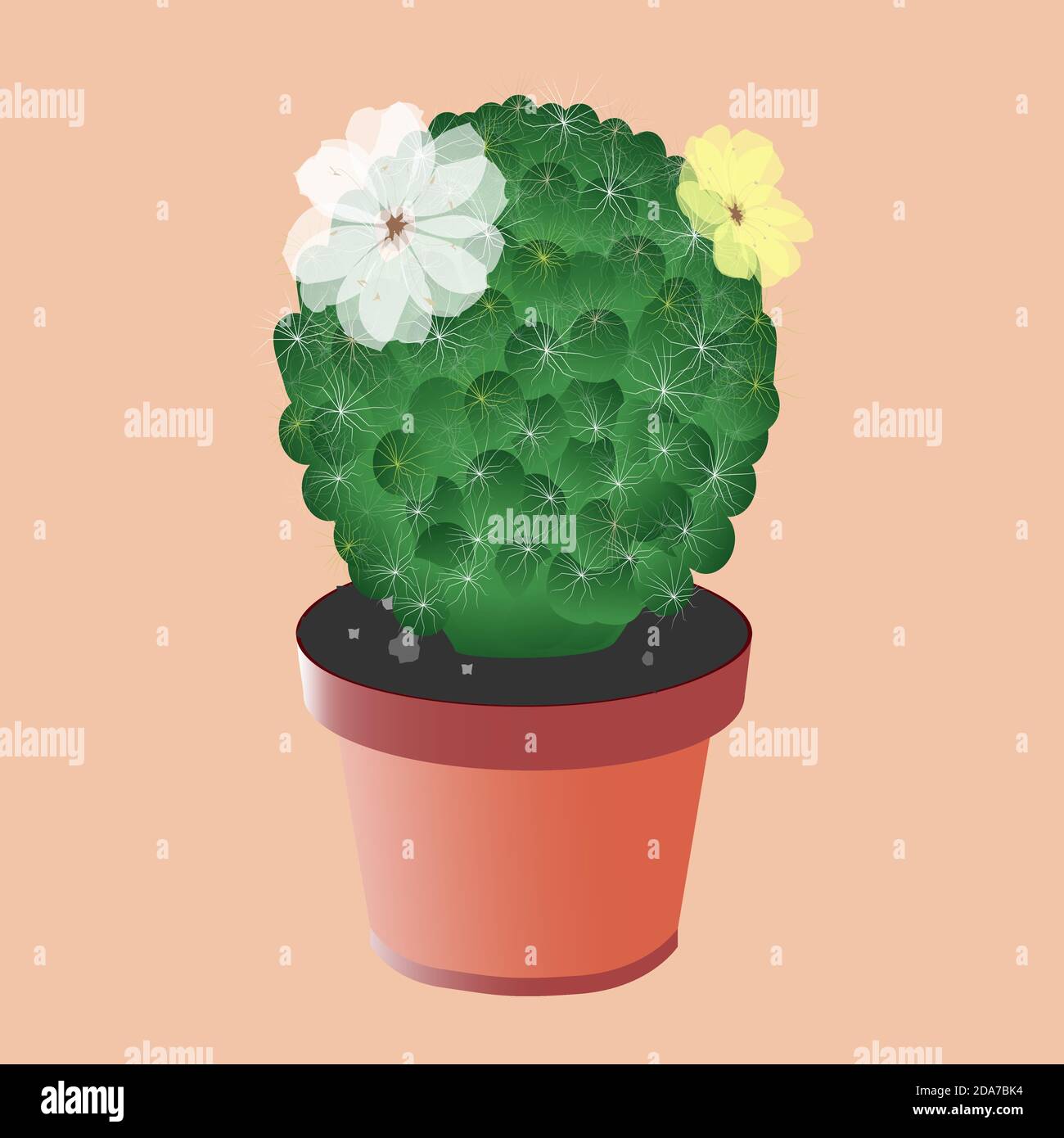 Un cactus gris, comme une fleur, une vue d'en haut. Illustration de Vecteur