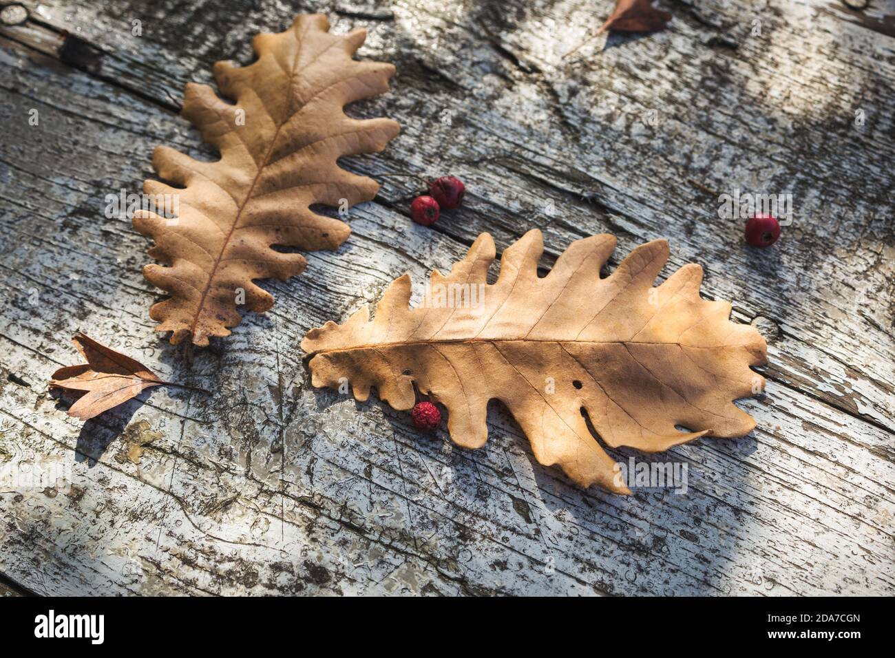 Arrière-plan d'automne avec feuilles mortes sur bois rustique, photo en gros plan avec mise au point sélective. Banque D'Images