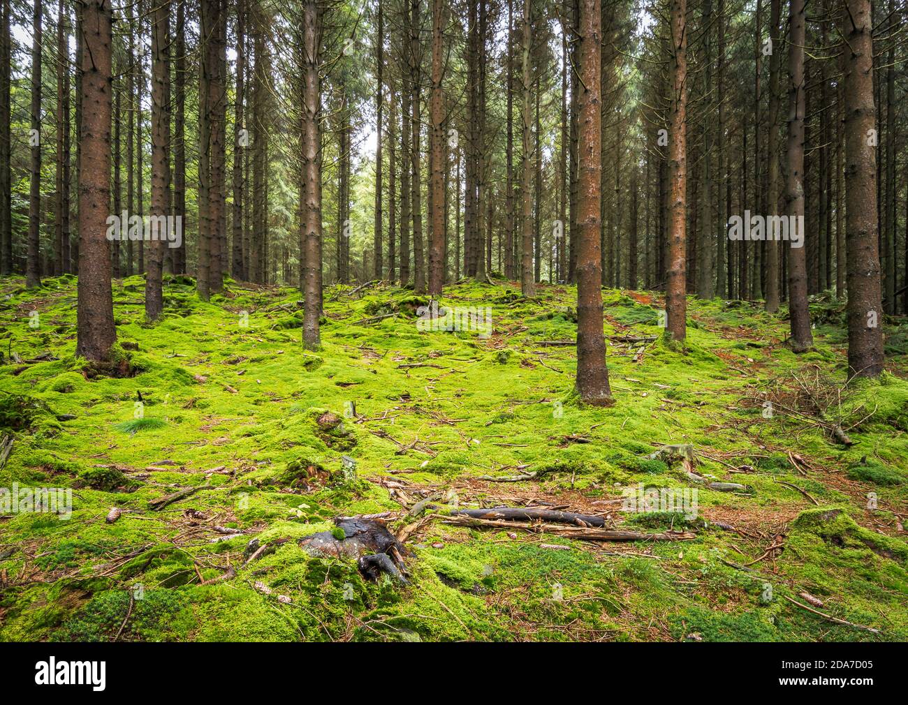 Forêt de mousses vertes dans les Ardennes, Belgique. Banque D'Images