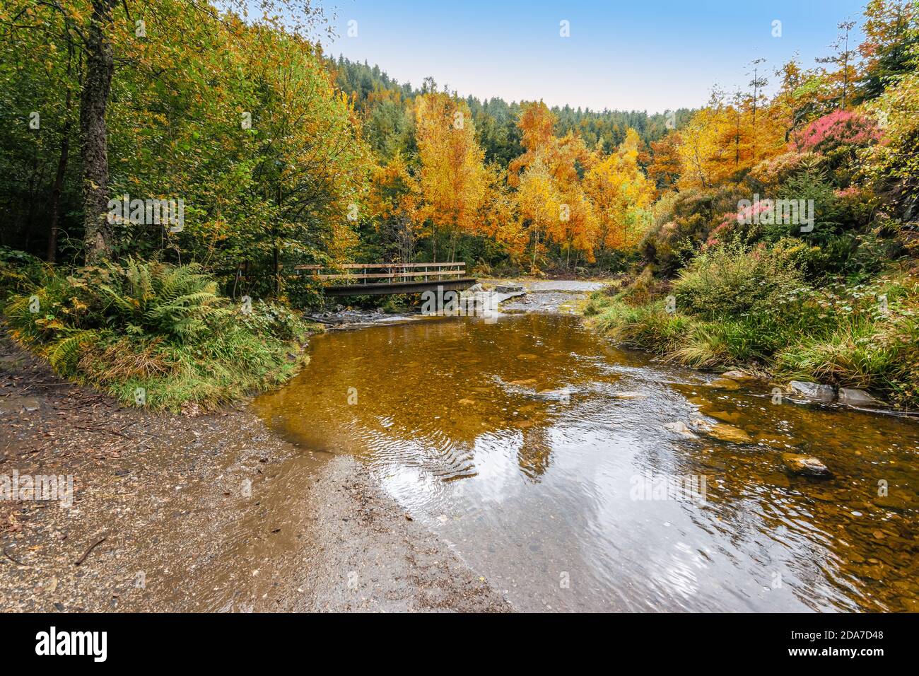 Réserve naturelle avec ruisseau dans les Hautes Fens des Ardennes, Belgique. Banque D'Images